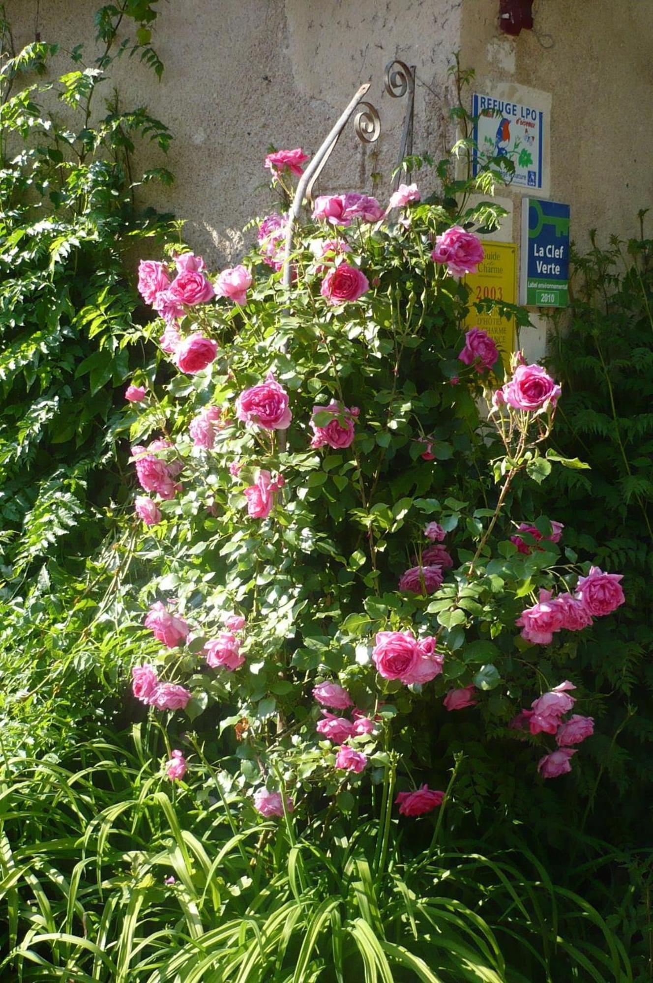 Maison D'Hotes La Chouanniere Bed & Breakfast Les Bois-d'Anjou Exterior foto
